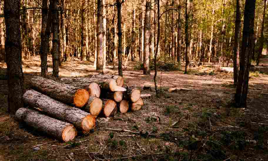 Sustainable Logging Practices